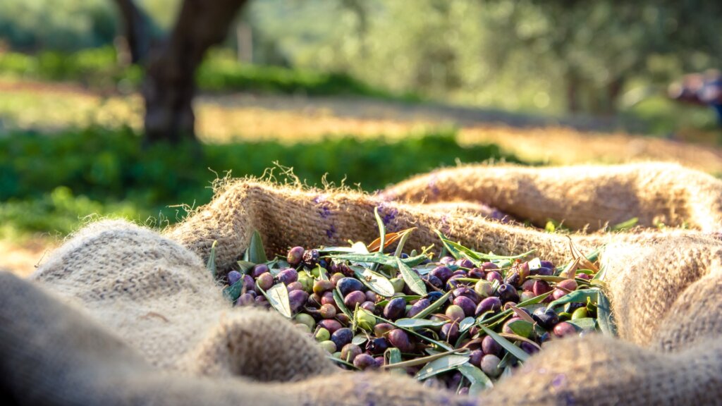 harvested olives in sacks in a field in Crete