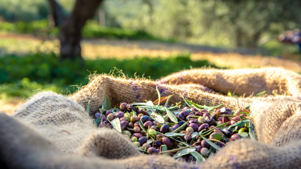 olive oil winter Crete